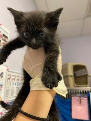 Shelter Stray Male Cat last seen Bexar County, New Braunfels, TX 78130