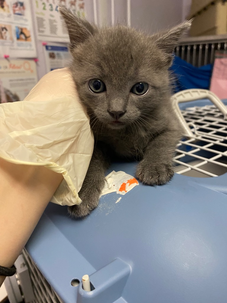Shelter Stray Female Cat last seen Bexar County, New Braunfels, TX 78130