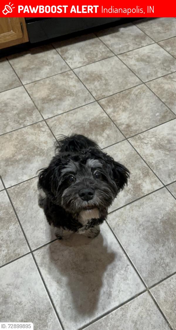 Lost Male Dog last seen Near Wood Stream De 46239. Willow Lakes Neighborhood , Indianapolis, IN 46239