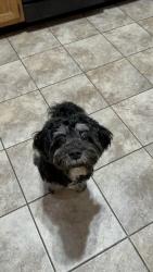 Lost Male Dog last seen Near Wood Stream De 46239. Willow Lakes Neighborhood , Indianapolis, IN 46239