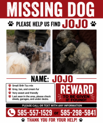 Lost Female Dog last seen Joseph, Rochester, NY 14605