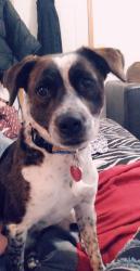 Reunited Female Dog last seen Near W Lindberg St, Springfield, MO 65807, USA, Springfield, MO 65807