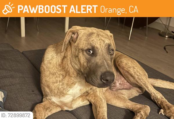 Found/Stray Male Dog last seen S Glassell St and E Almond Ave by the Orange Cycle bike shop, Orange, CA 92866