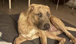 Found/Stray Male Dog last seen S Glassell St and E Almond Ave by the Orange Cycle bike shop, Orange, CA 92866