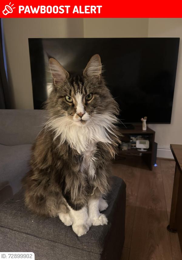 Lost Male Cat last seen Sutton park , St Helens, England WA9 3UE