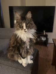 Lost Male Cat last seen Sutton park , St Helens, England WA9 3UE