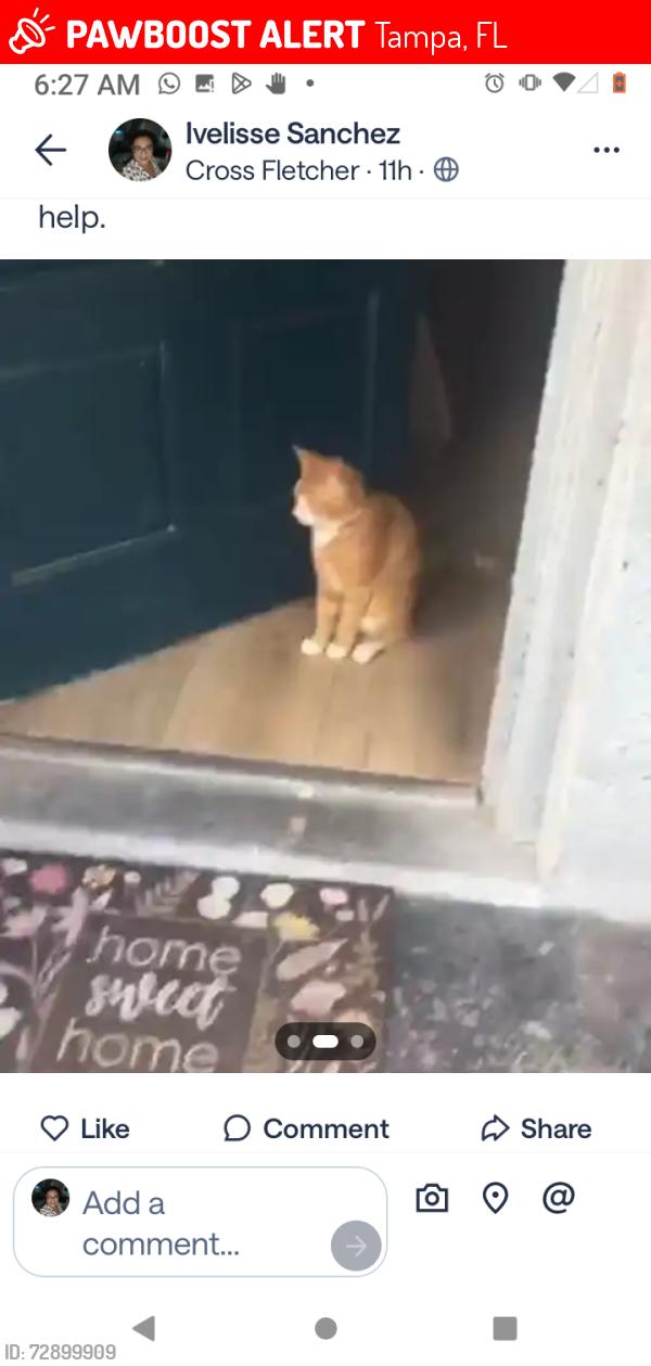 Lost Male Cat last seen Hope Park , Tampa, FL 33613