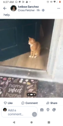 Lost Male Cat last seen Hope Park , Tampa, FL 33613