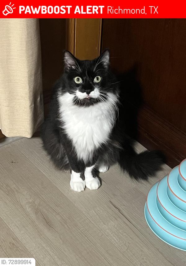 Lost Male Cat last seen FM 762, Richmond, TX 77469