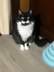 Lost Male Cat last seen FM 762, Richmond, TX 77469