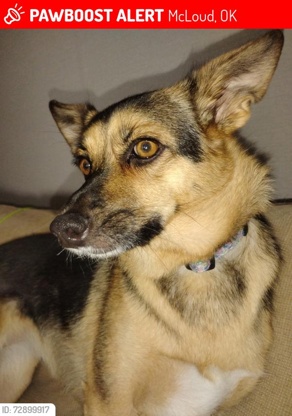Lost Female Dog last seen Fishmarket between i40 and 89, McLoud, OK 74851