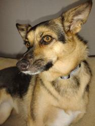 Lost Female Dog last seen Fishmarket between i40 and 89, McLoud, OK 74851