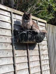 Lost Female Cat last seen Turbary road, Bournemouth, Christchurch and Poole, England BH12