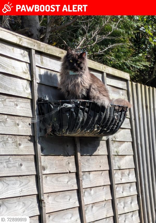 Lost Female Cat last seen Turbary road, Bournemouth, Christchurch and Poole, England BH12