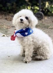 Reunited Male Dog last seen Athol and hemlock, Fontana, CA 92335