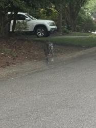 Found/Stray Unknown Dog last seen North Chase Rd & Long Cove, Woodlake, VA 23112