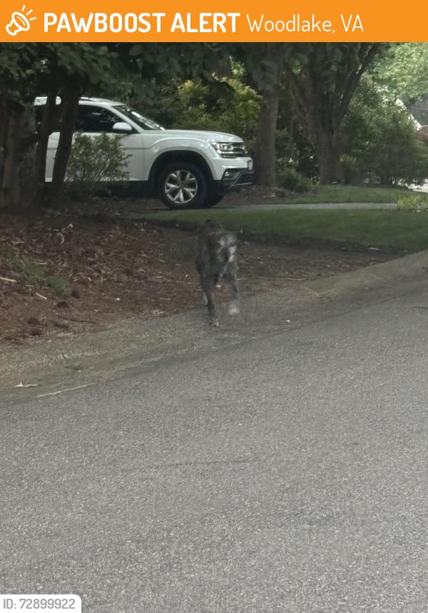 Found/Stray Unknown Dog last seen North Chase Rd & Long Cove, Woodlake, VA 23112