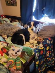 Reunited Female Dog last seen The boardwalk area near JM keynes 28262 by the wells fargo, Charlotte, NC 28262
