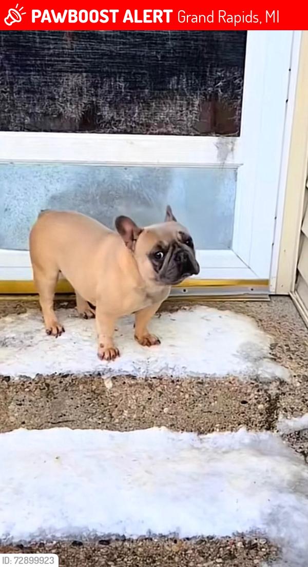 Lost Female Dog last seen Nelson and Orville , Grand Rapids, MI 49507