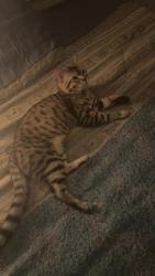 Lost Female Cat last seen Saint-regis / genevrier, Saint-Constant, QC 