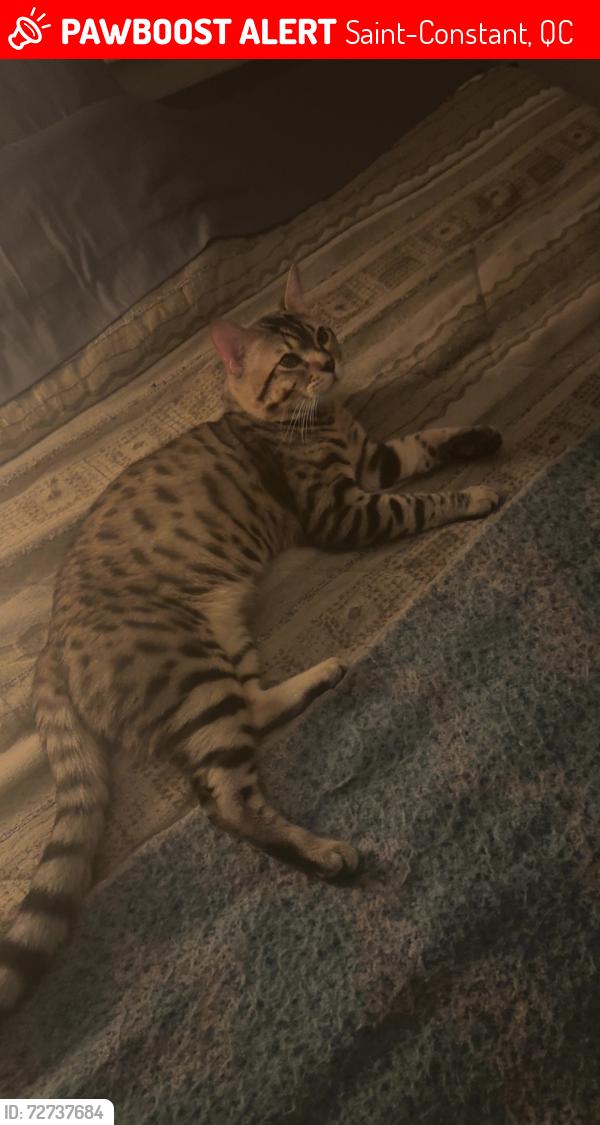 Lost Female Cat last seen Saint-regis / genevrier, Saint-Constant, QC 