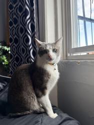 Lost Male Cat last seen Deli, Brooklyn, NY 11208