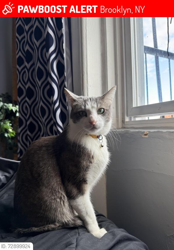 Lost Male Cat last seen Deli, Brooklyn, NY 11208