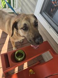 Reunited Female Dog last seen 9th st , Roanoke, VA 24013