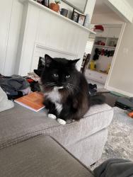 Reunited Male Cat last seen Byron st, Silver Spring, MD 20910