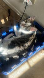 Reunited Male Cat last seen Near S Terrace Rd, Tempe, AZ 85282, USA, Tempe, AZ 85282