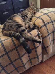 Lost Male Cat last seen Between 14th/13th St and Lafayette/Elder St, Lebanon, PA 17042