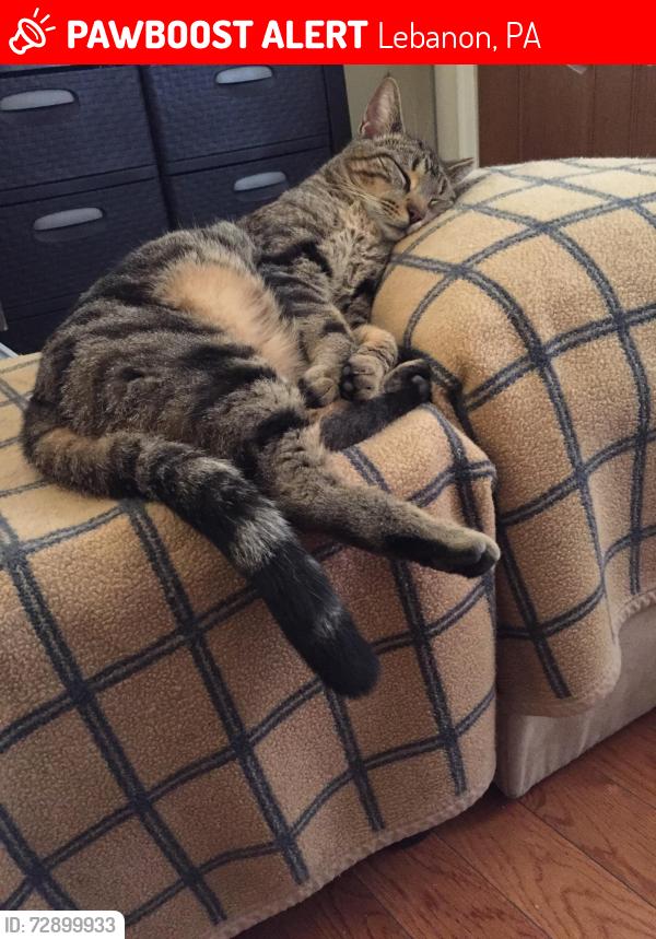 Lost Male Cat last seen Between 14th/13th St and Lafayette/Elder St, Lebanon, PA 17042