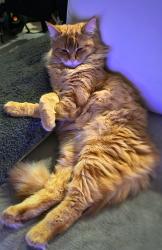 Lost Female Cat last seen Yokine street, Yokine, WA 6060