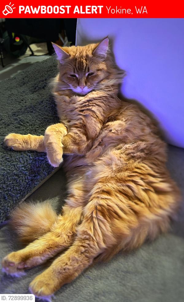 Lost Female Cat last seen Yokine street, Yokine, WA 6060