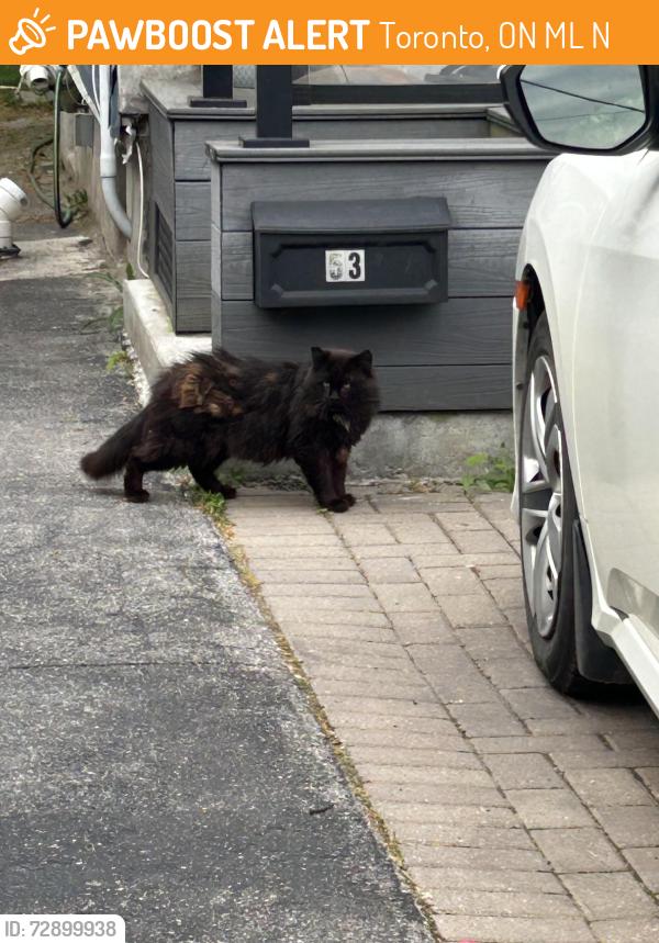 Found/Stray Unknown Cat last seen Dolphin Drive/Bexhill Ave, Toronto, ON M1L 1N5