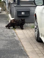 Found/Stray Unknown Cat last seen Dolphin Drive/Bexhill Ave, Toronto, ON M1L 1N5