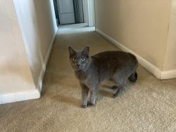 Reunited Female Cat last seen Near Garden Knoll Lane, Raleigh, NC 27614