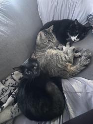 Lost Female Cat last seen The landfill , Janesville, WI 53545