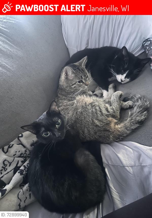 Lost Female Cat last seen The landfill , Janesville, WI 53545