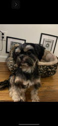 Reunited Female Dog last seen Laconia Ave & E 229th St , The Bronx, NY 10466