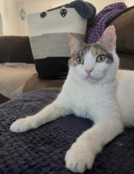 Lost Male Cat last seen George Dye Road , Hamilton Township, NJ 08619