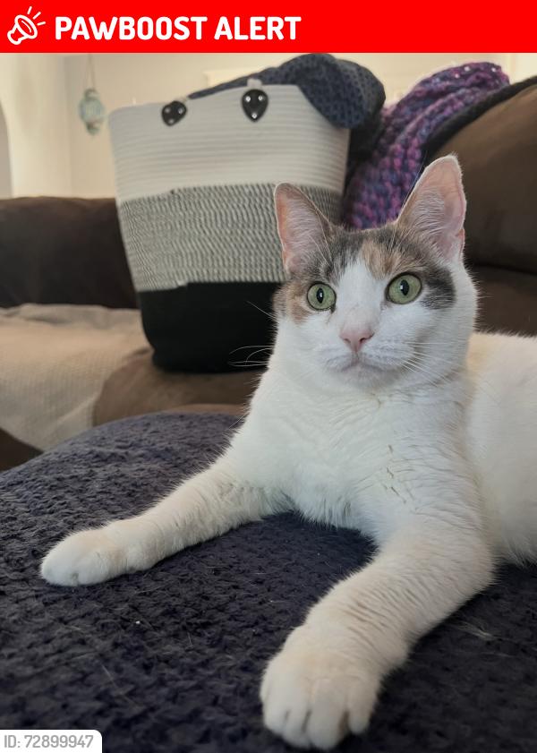 Lost Male Cat last seen George Dye Road , Hamilton Township, NJ 08619