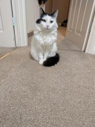 Reunited Female Cat last seen Edinburgh Place, Garforth, Garforth, England LS25 2LN