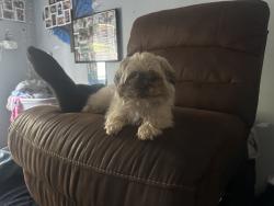 Lost Female Dog last seen Merchants walk shopping center , Laurel, VA 23228