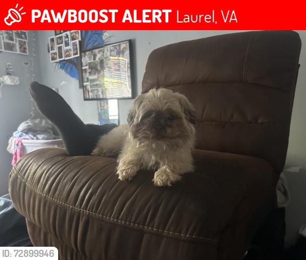 Lost Female Dog last seen Merchants walk shopping center, Laurel, VA 23228
