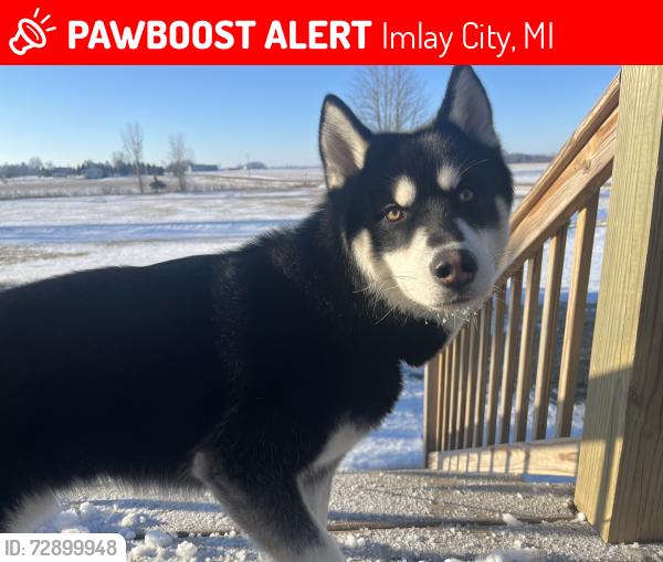 Lost Male Dog last seen Between Brown City rd/Wheeling and Shaw/Kohler, Imlay City, MI 48444