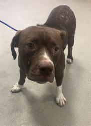 Shelter Stray Female Dog last seen Near BLOCK NW 2ND ST, Doral, FL 33122