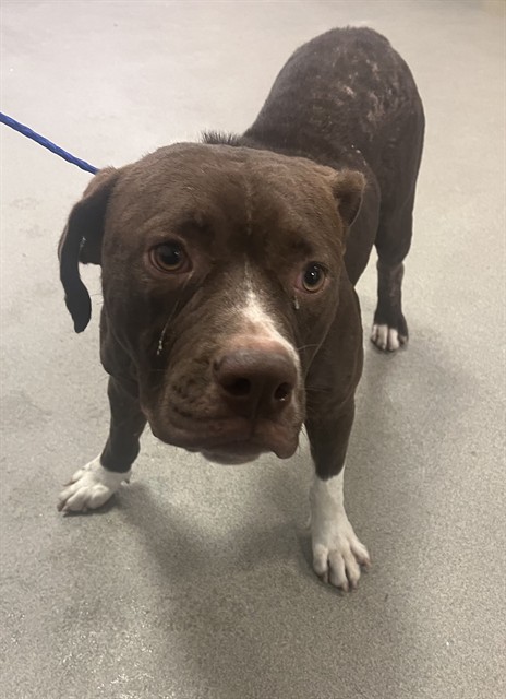 Shelter Stray Female Dog last seen Near BLOCK NW 2ND ST, Doral, FL 33122