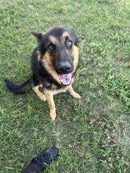 Found/Stray Male Dog last seen Bakers Branch, Waxahachie, TX 75167