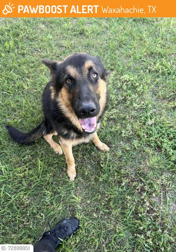 Found/Stray Male Dog last seen Bakers Branch, Waxahachie, TX 75167